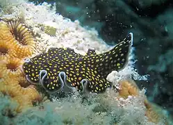 T. nigropapillosum en Koh Phangan, Tailandia.