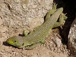 Lagarto ocelado