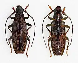Tmesisternus vagus