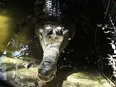 Gavial Malayo en conservación.
