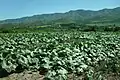 Hortalizas de verano en Singuil.