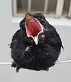 Pichón de tordo