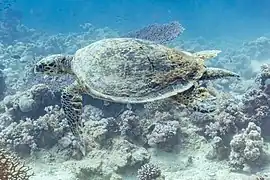 Tortuga carey (Eretmochelys imbricata) en el mar Rojo.