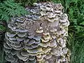 2 variedades de T. versicolor en el mismo árbol.