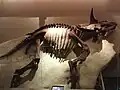 Triceratops.
