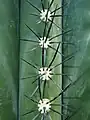 Detalles de las espinas