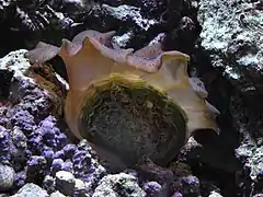 Vista de la concha, Muséum-aquarium de Nancy