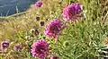 Trifolium thompsonii