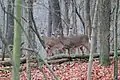 Un grupo de Odocoileus virginianus entre la hojarasca.
