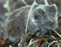 Microtus oeconomus