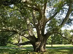 Roble de Turquía