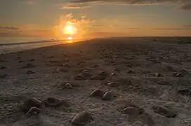 Arribada de tortugas desovando