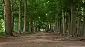 entre Amerongen y Elst, el bosque: el Amerongse bos