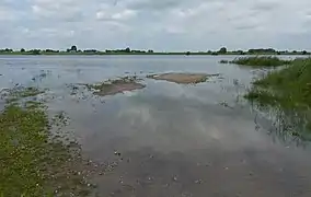 entre Zuilichem y Nieuwaal, los uiterwaarden del Waal