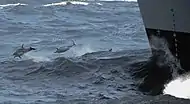 Delfines saltando al paso de un barco militar