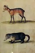 Antílope rojo (Alcelaphus caama) y coati andino (Nasuella olivacea) (acuarela de Aldrovandi)