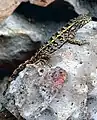 Lagarto Agamid