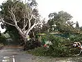 Árboles arrancados cerca de La Coruña
