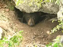 Ursus americanus