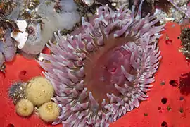 Urticina coriacea
