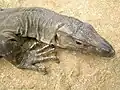 Varano de Bengala (Varanus bengalensis)