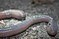Amynthas (Megascolecidae)