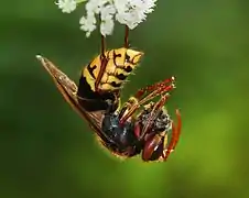 Vespa crabro germanica manipulando a su presa
