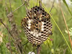 Típico nido entre la vegetación de Polistes gallicus