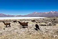 Vicuñas en la laguna de Salinas