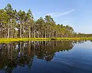 Viru Bog.