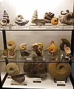 Sección Geología, Paleontología de invertebrados