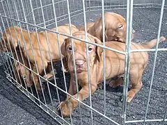 Jaula para cachorros de perro
