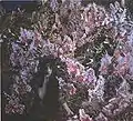 Lilac, 1900