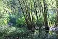 Reserva natural 'Wachtspaarbekken Bettelhovebeek'