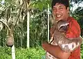 Walter Ibañez en la amazonia, abrazando a un Folivora o Perezoso. Especie en peligro de extinción