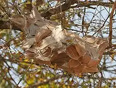 Nido en el santuario de vida silvestre Kinnerasani, India