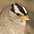 Detalle de la cabeza de un individuo de la subespecie nutalli