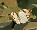Ixias marianne- Hembra