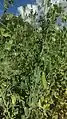 Arveja snow pea con malla para entutorar
