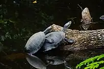 Tortugas