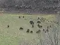Jabalíes Abruceses