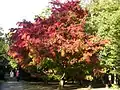 Winkworth Arboretum.