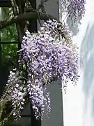Racimos en plena floración.