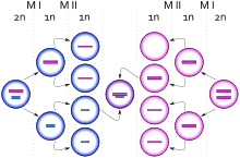 Diagrama que representa el nacimiento de una célula con carotipo XXY debido a un evento de no disyunción en un cromosoma X durante la meiois II femenina. Los círculos azules representan células masculinas y los rosas células femeninas. Las barras azules y rosas representan cromosomas X y Y respectivamente.