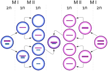 Diagrama representando el nacimiento de una célula con cariotipo XXY debido a un evento de no disyunción de un cromosoma X desde un cromosoma Y durante la meiosis I en el padre. Los círculos azules representan células masculinas y los rosas células femeninas. Las barras azules y rosas representan cromosomas X y Y respectivamente.