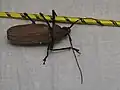 Xixuthrus sp.