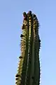 Tallo columnar