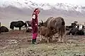 Pastoreo de yaks en Tayikistán.