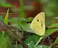 Aspecto del macho durante la estación seca en 23 Mlie cerca de Jayanti en el Parque Nacional de Buxa en el distrito de Jalpaiguri, West Bengal, India.