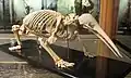 Esqueleto de Zaglossus bruijni